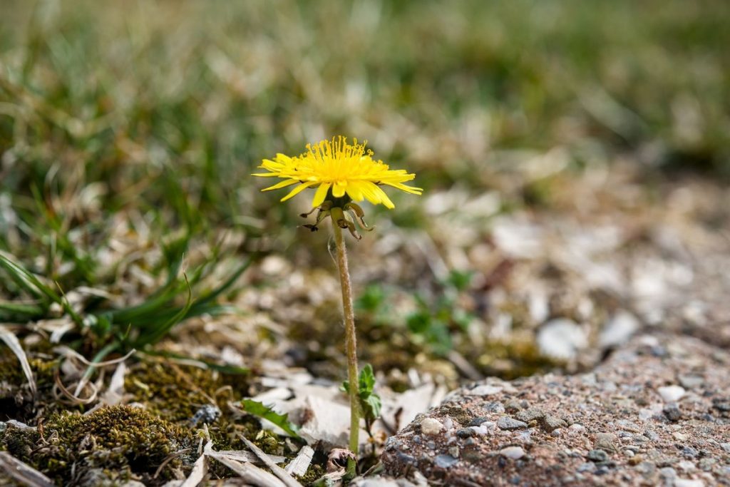 desherbant naturel qui tue les racines