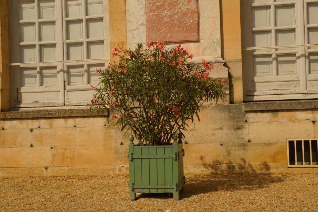 laurier-rose en pot