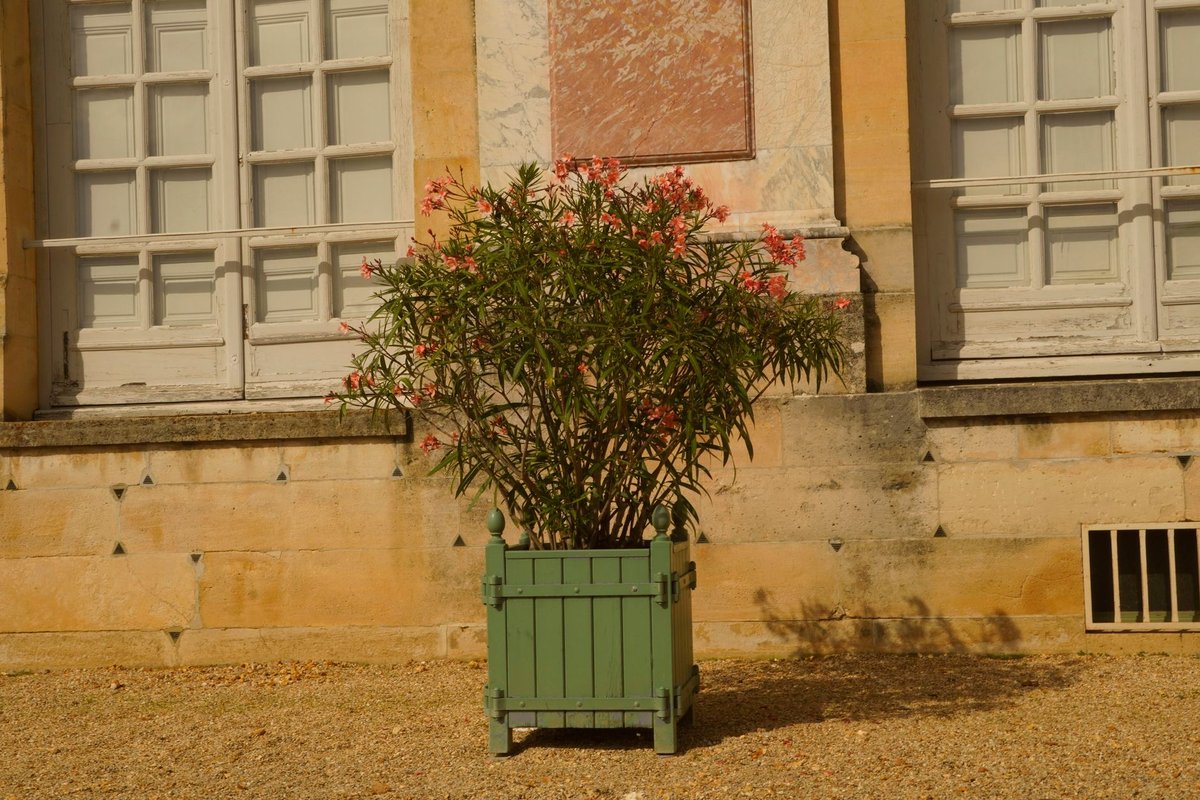 laurier-rose en pot