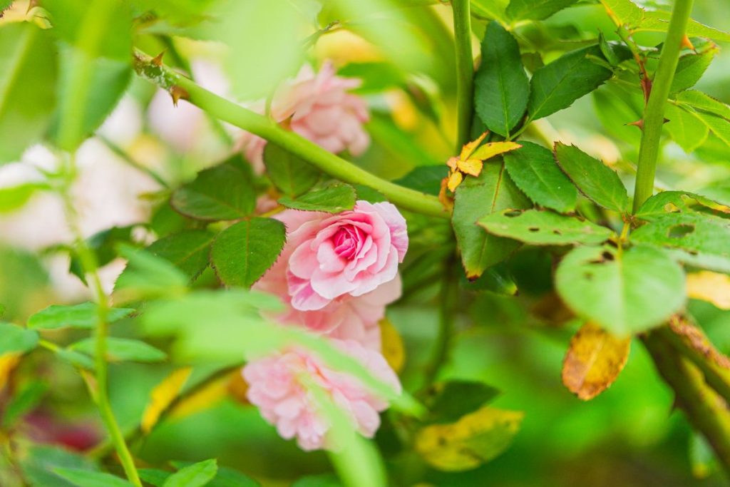 maladie des rosiers remède de grand mère