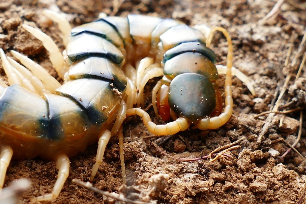 mille-pattes dans la maison