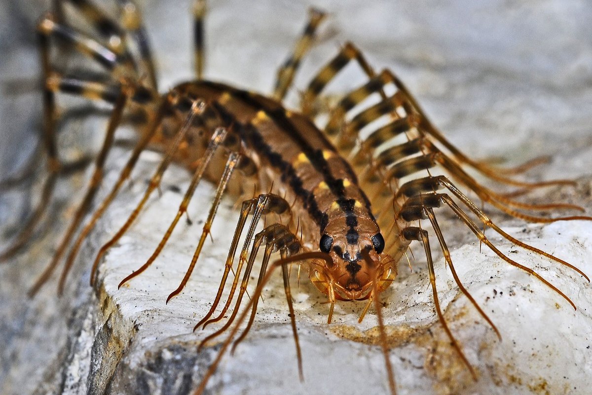 mille pattes de maison dangereux