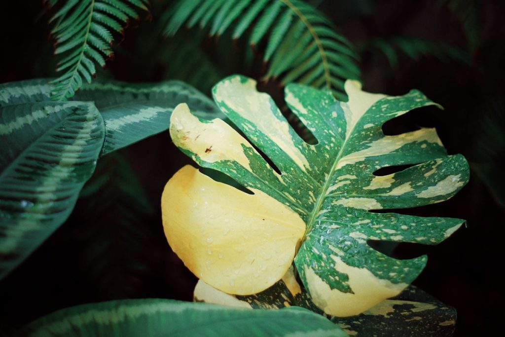 monstera feuille jaune