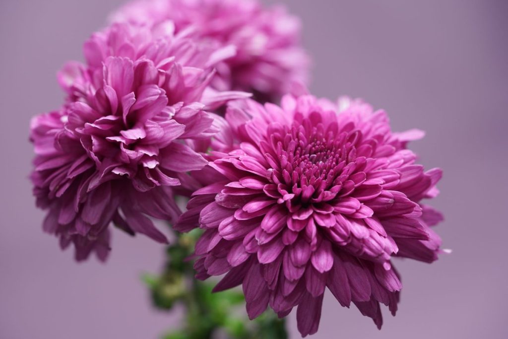 nom de fleurs