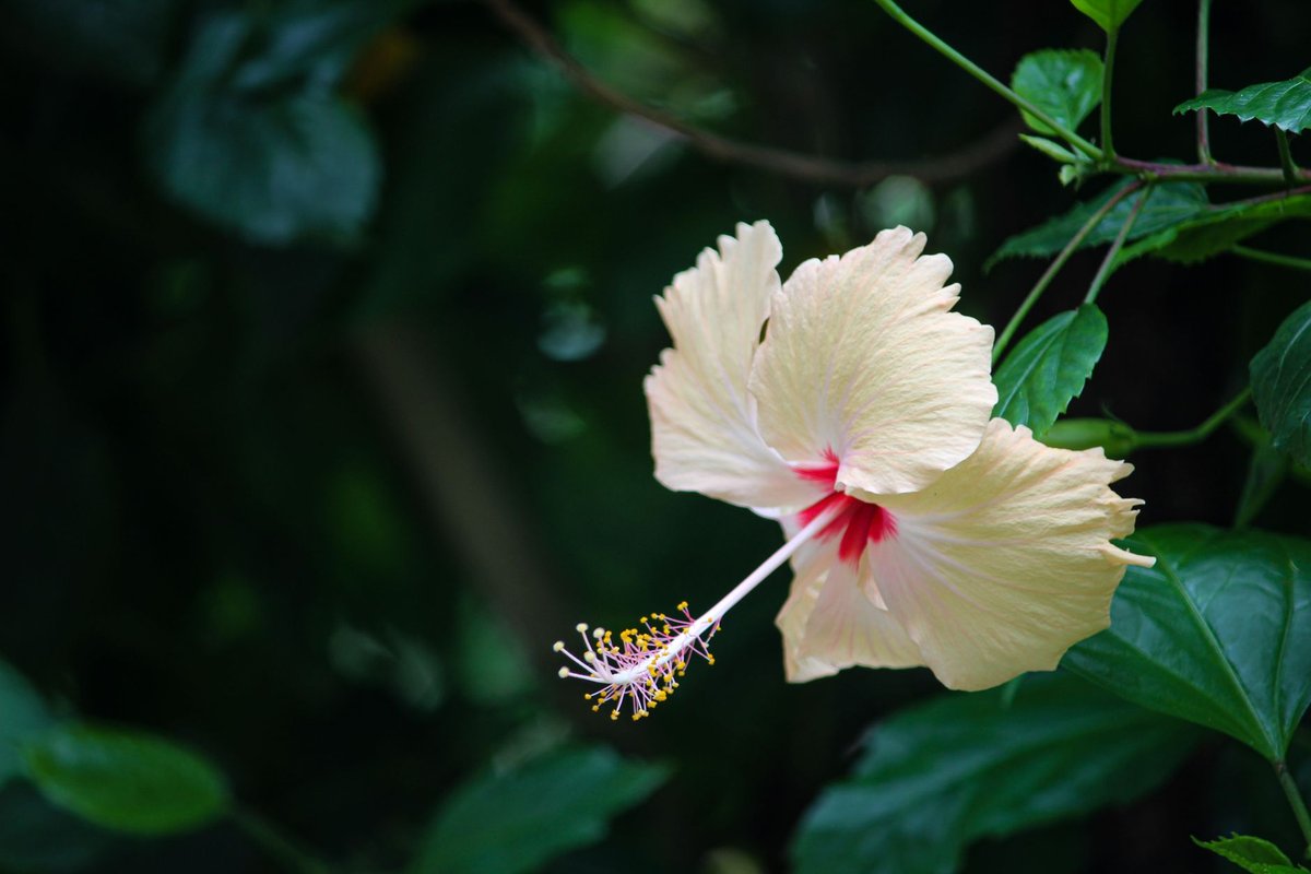 Nom de fleurs