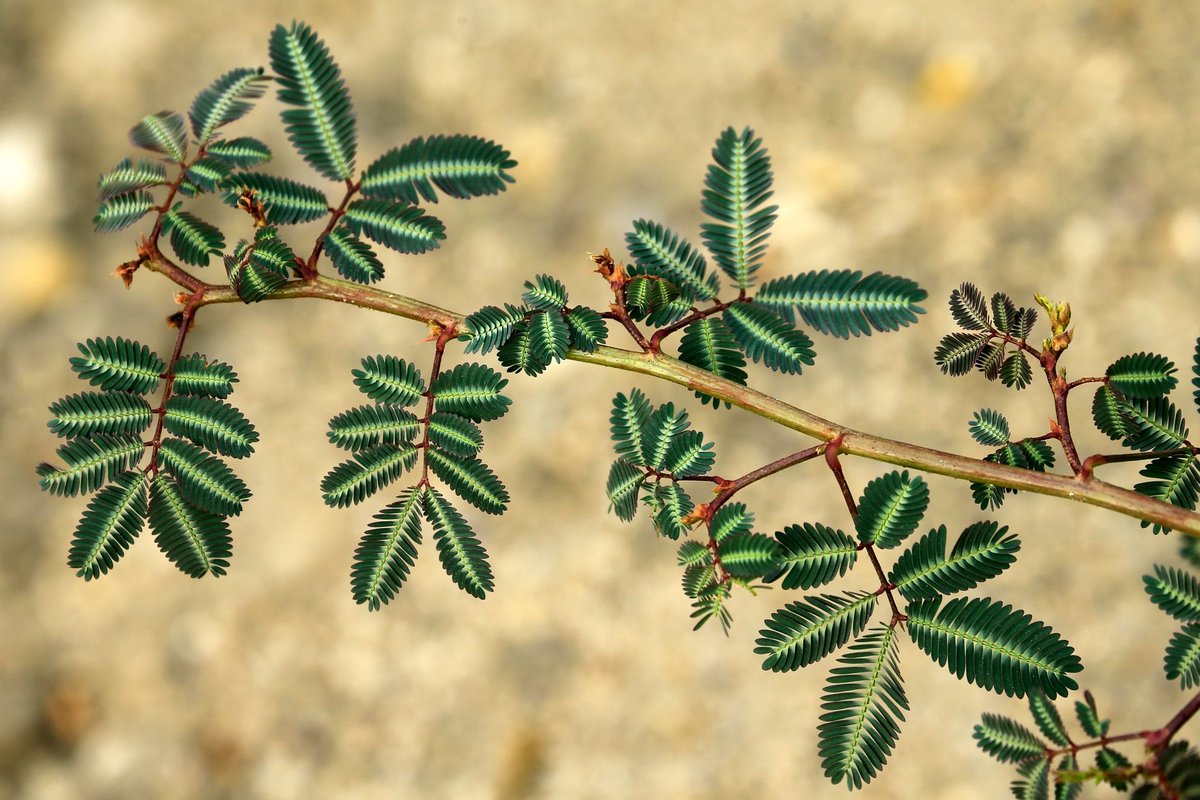 bouturer mimosa