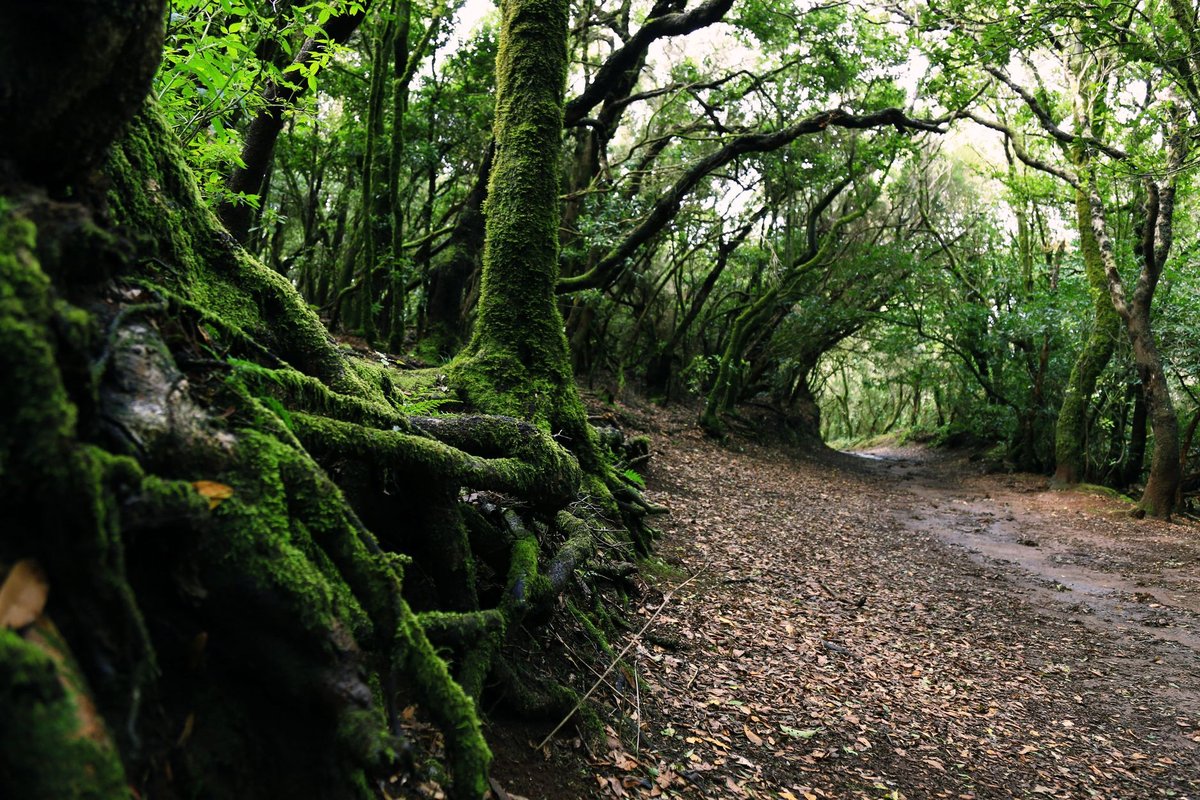 bois de laurier pour chauffage