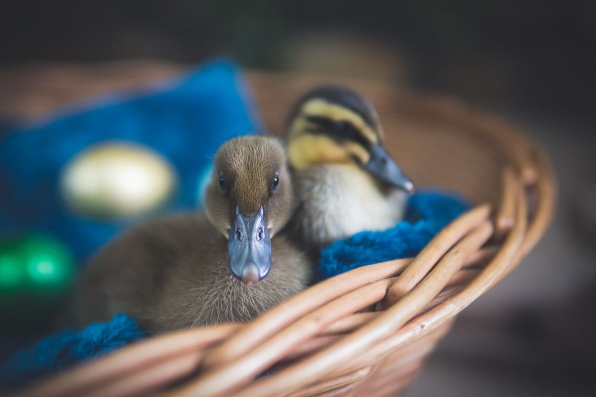 chambre bleu canard