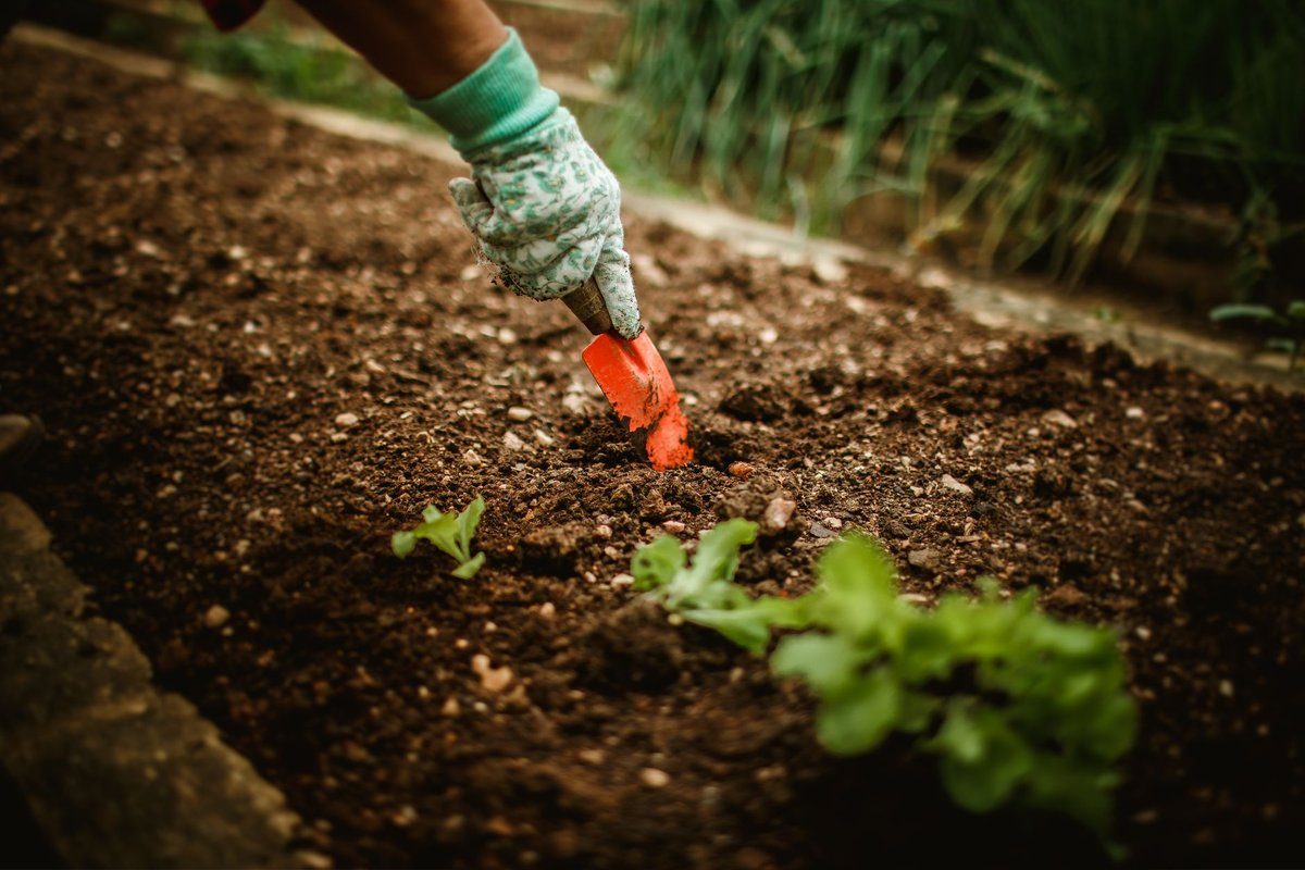 paillage du potager