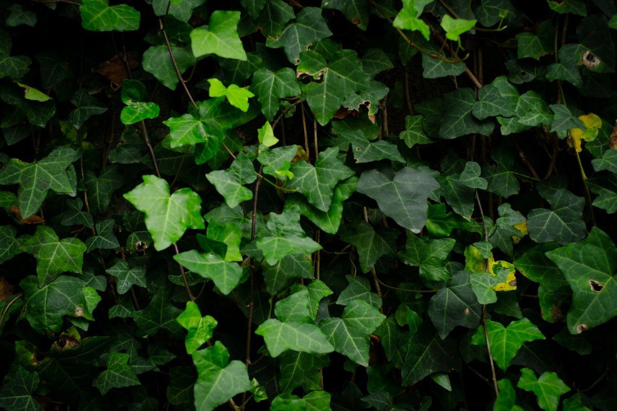 plante grimpante persistante