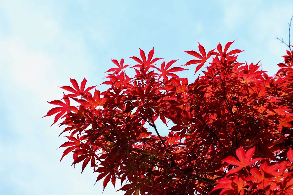 planter un erable du japon