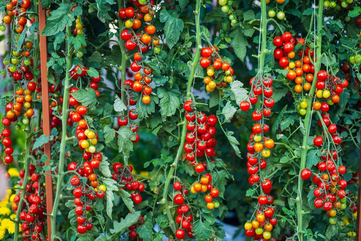 quand planter des tomates